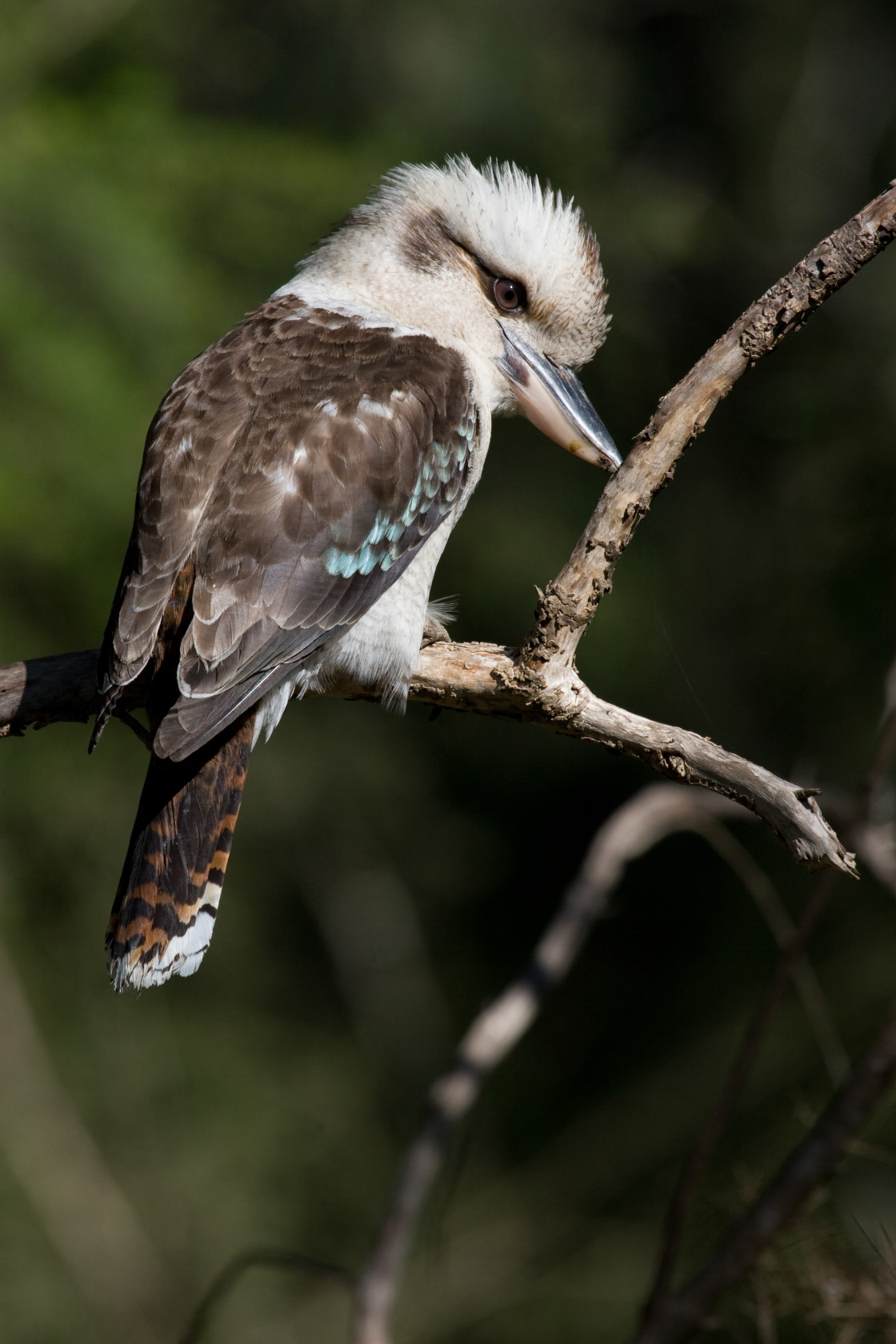 "Laughing kookaburra" stock image