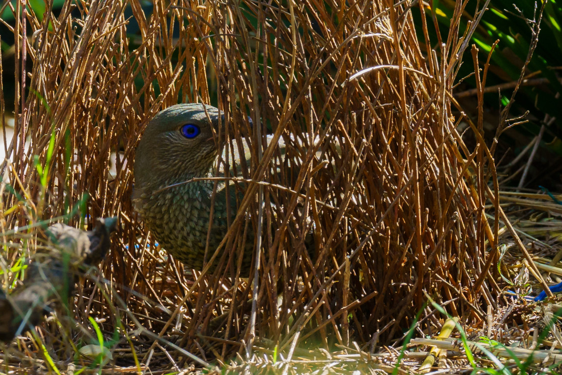 "Satin Bowerbird" stock image