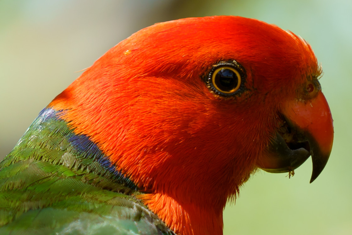 "Male King Parrot" stock image