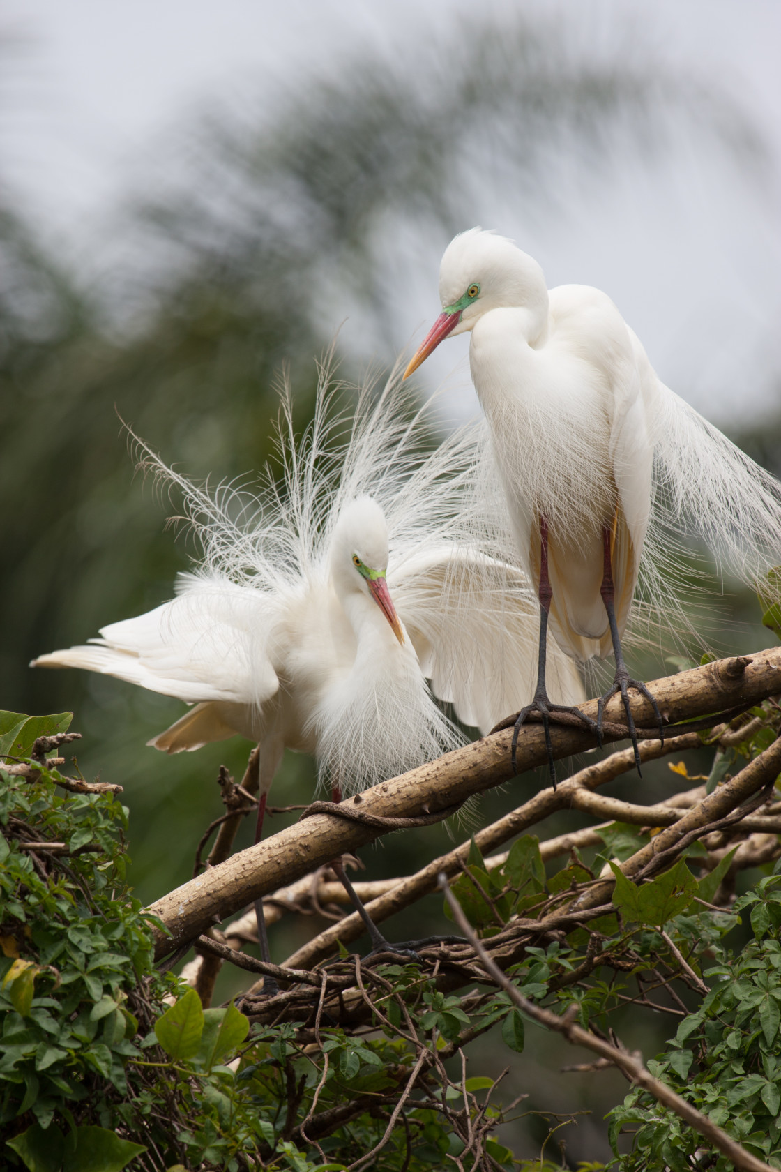 "Intermediate Egret" stock image