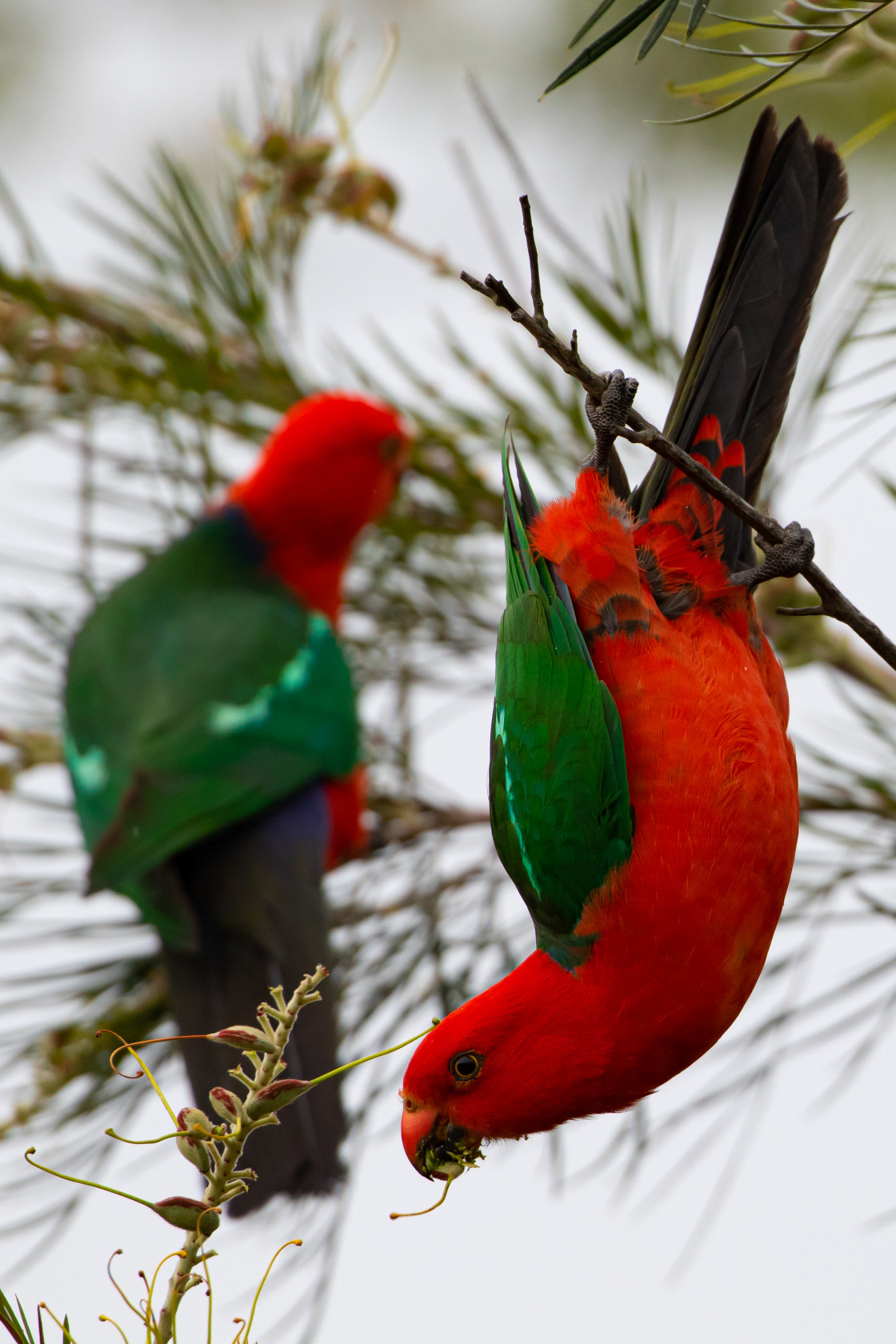 "Male King Parrots" stock image