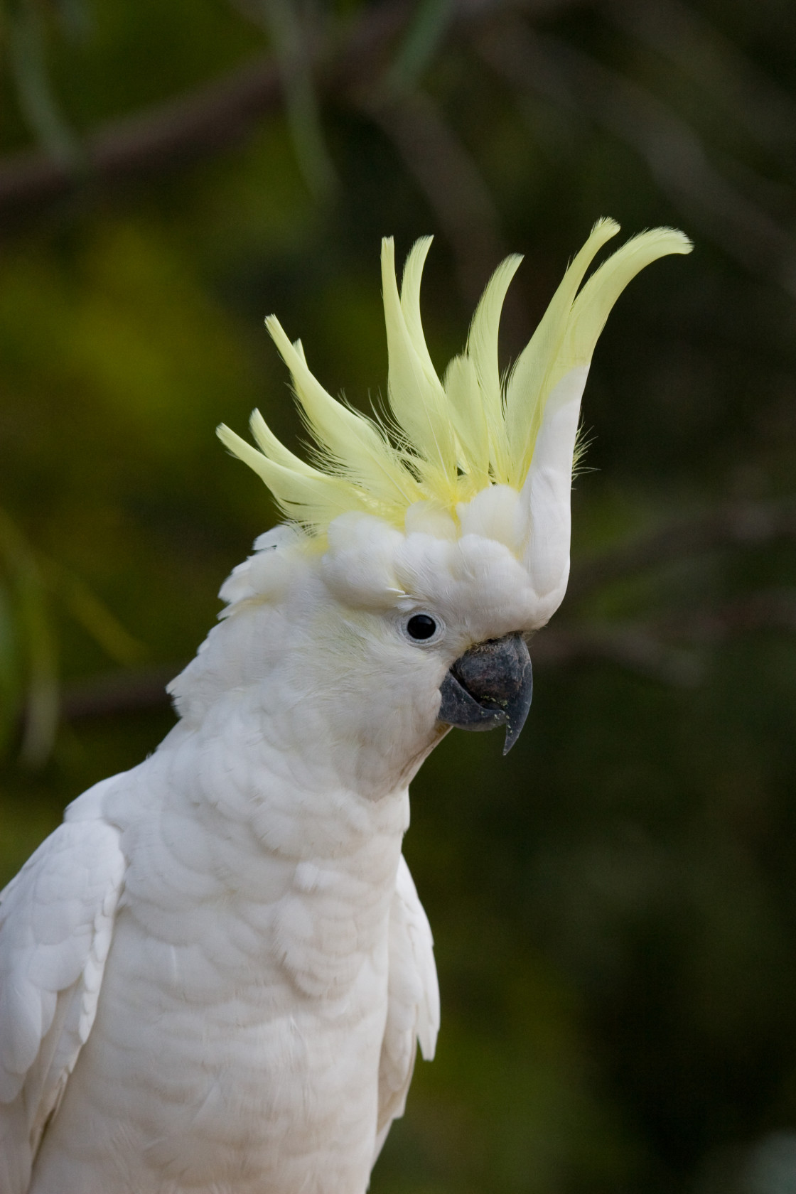 "Sulphur-crested Cockatoo" stock image