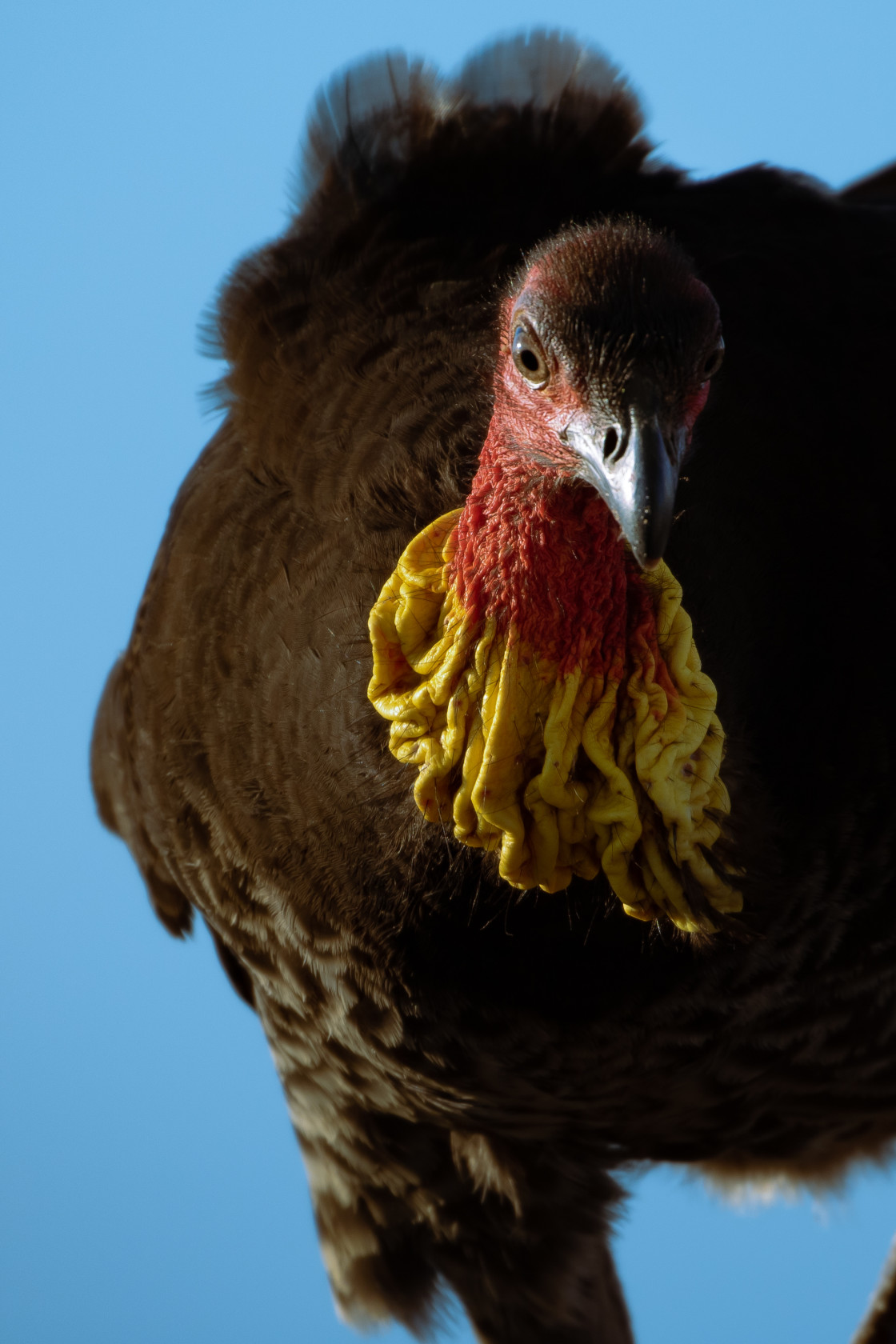 "Australian Bush-turkey" stock image