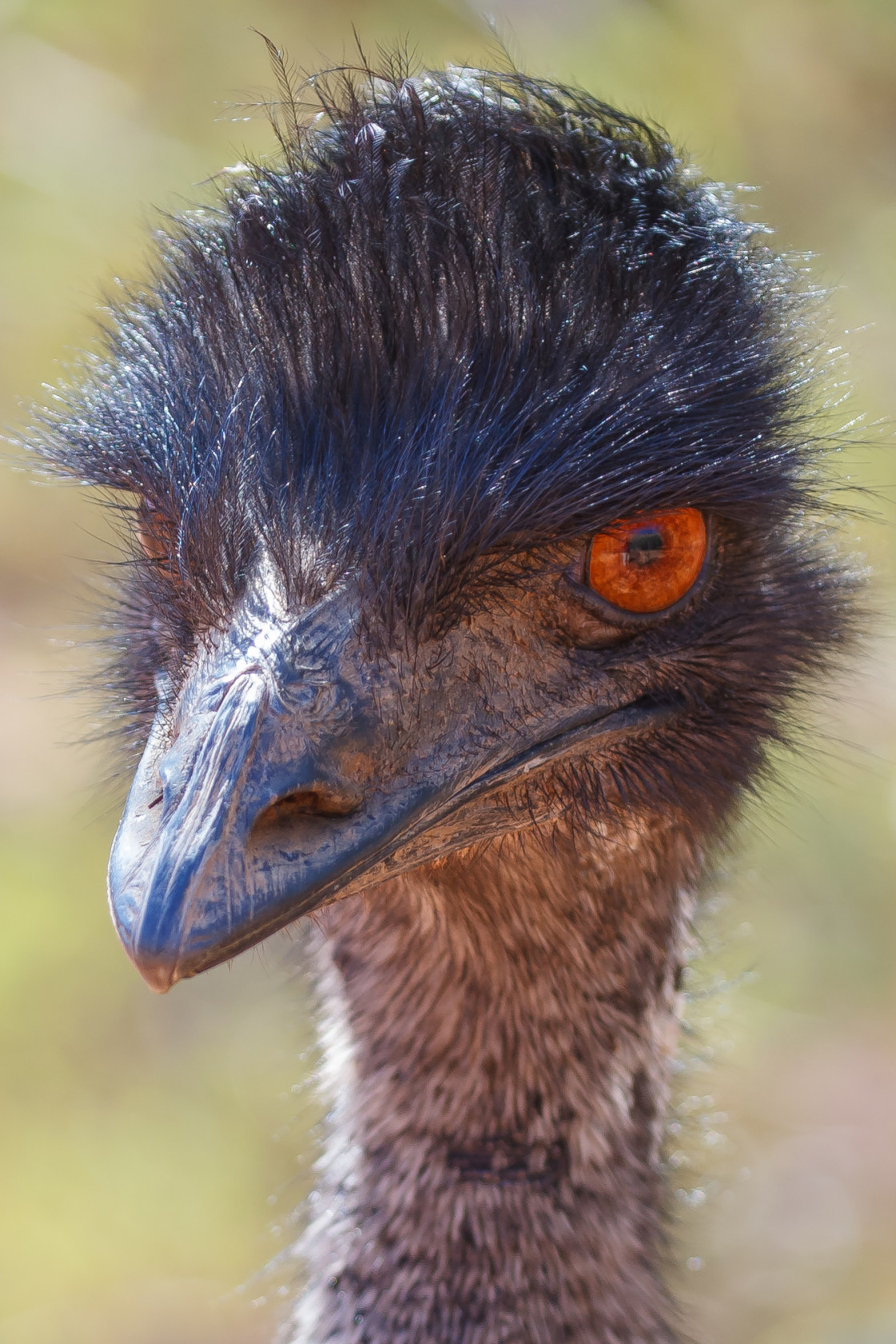 "Emu Portrait" stock image