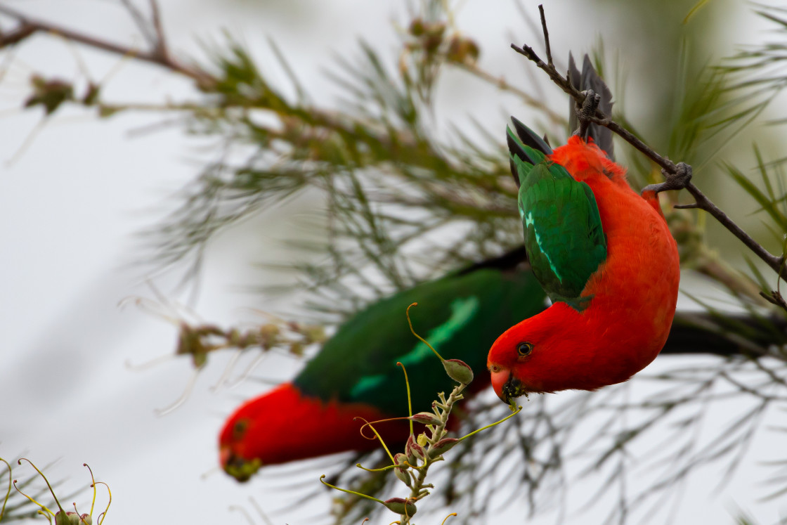 "Male King Parrots" stock image