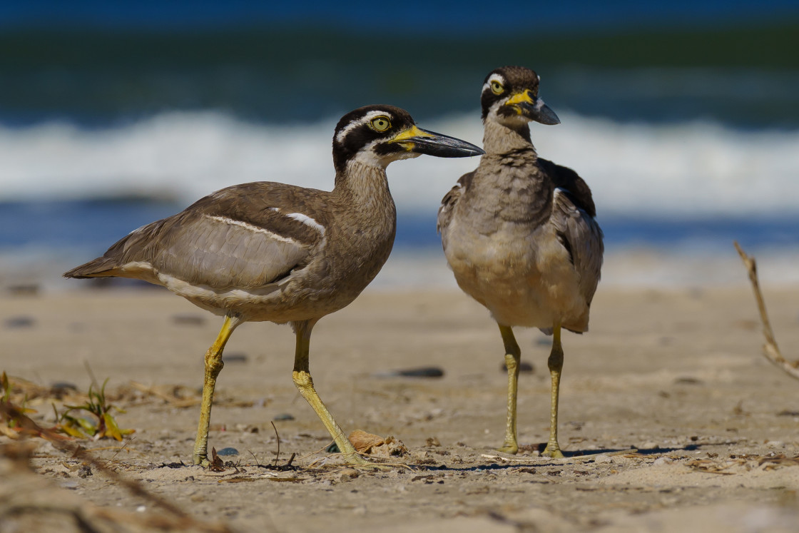 "Beach Stone-curlew" stock image