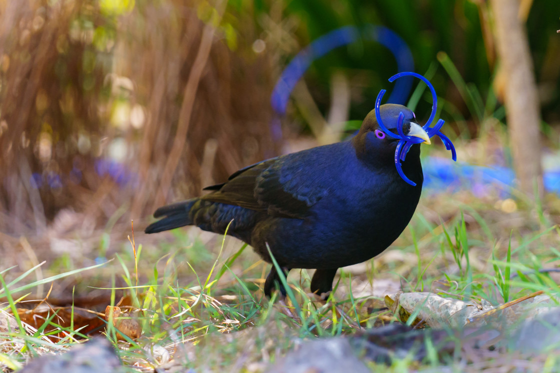 "Satin Bowerbird" stock image