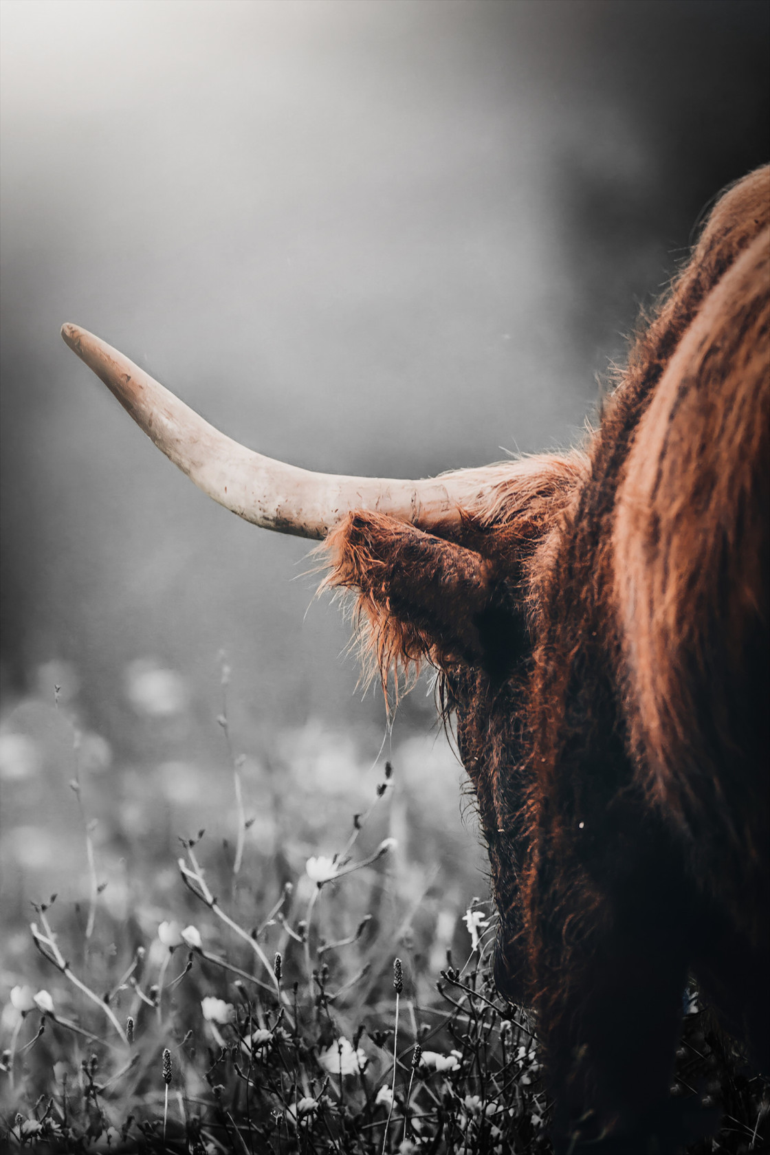 "Highland cow" stock image