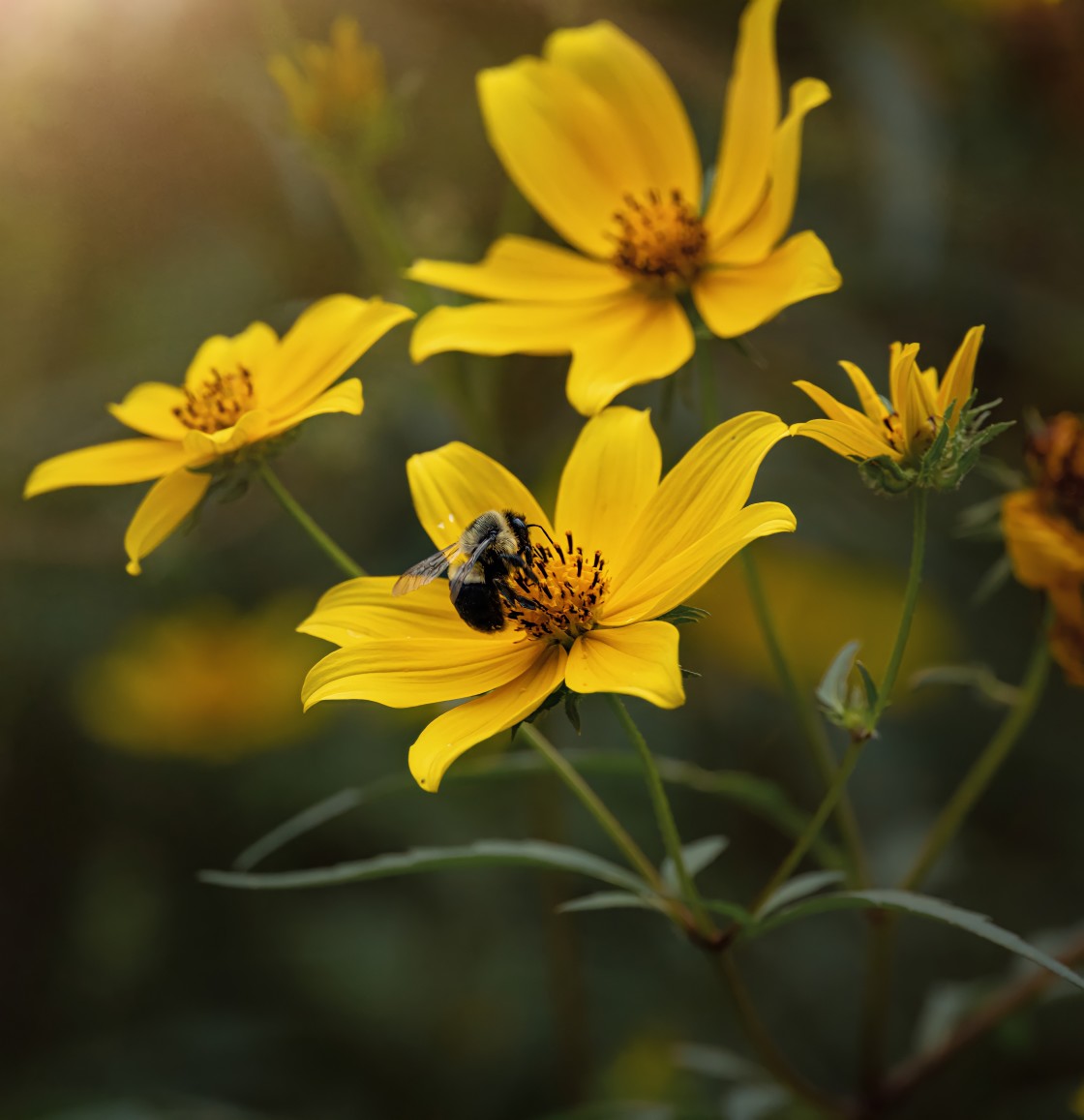 "Bee on flower" stock image