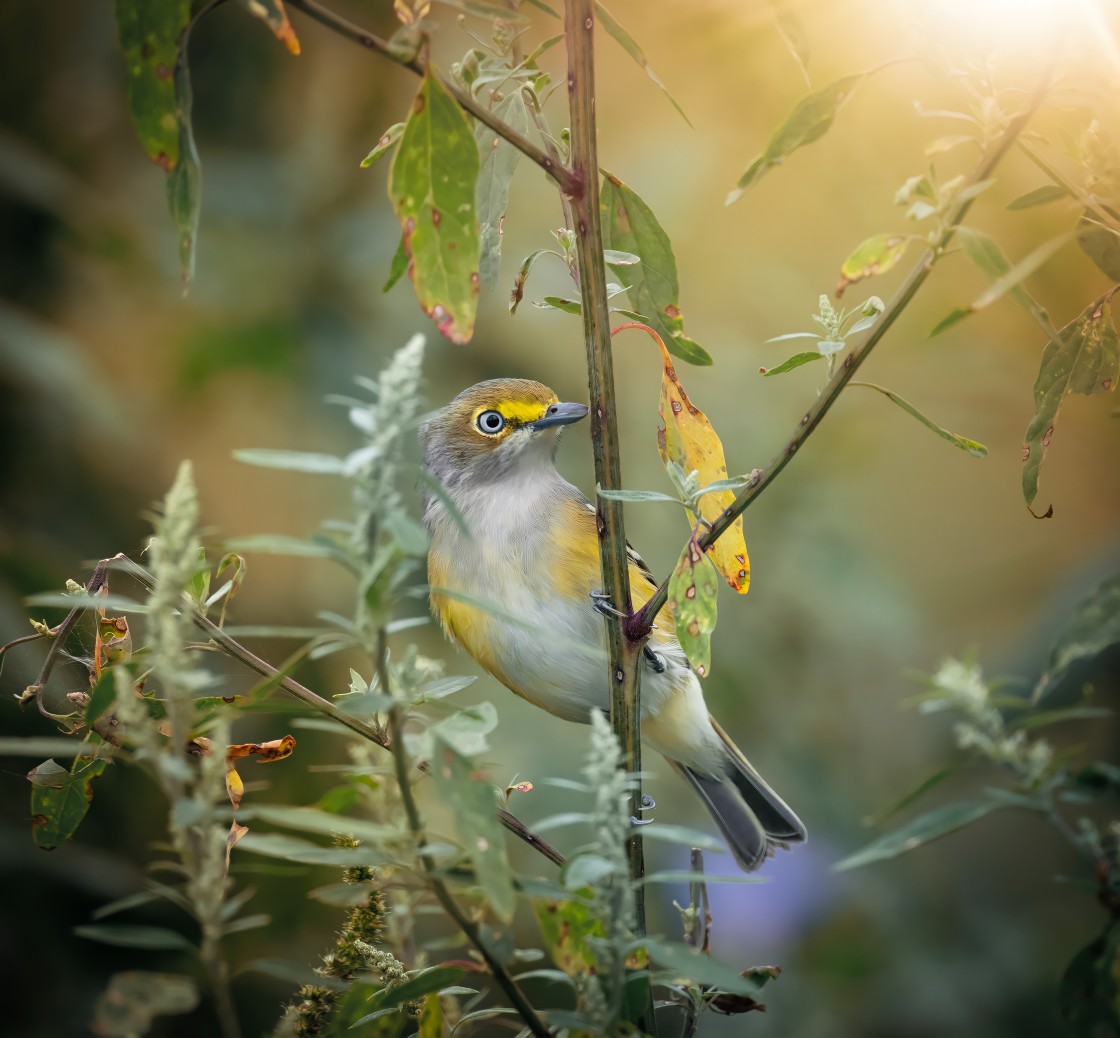 "white eyed vireo" stock image