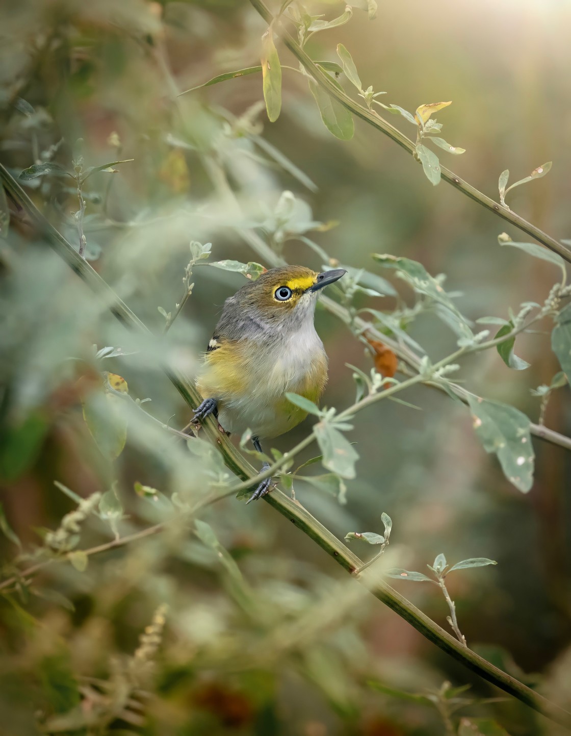 "white eyed vireo" stock image