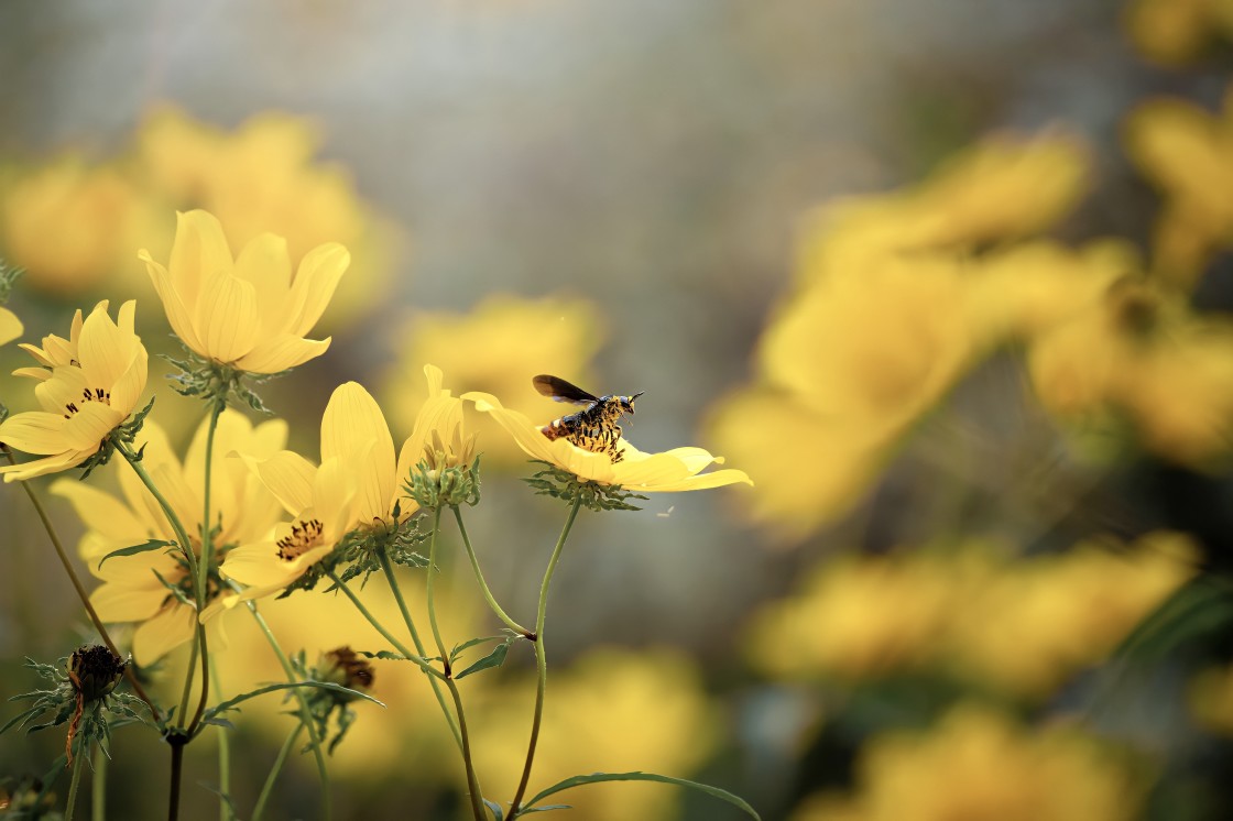 "Bee on flower" stock image