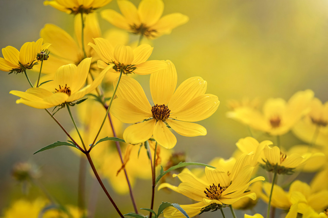 "Wildflowers" stock image