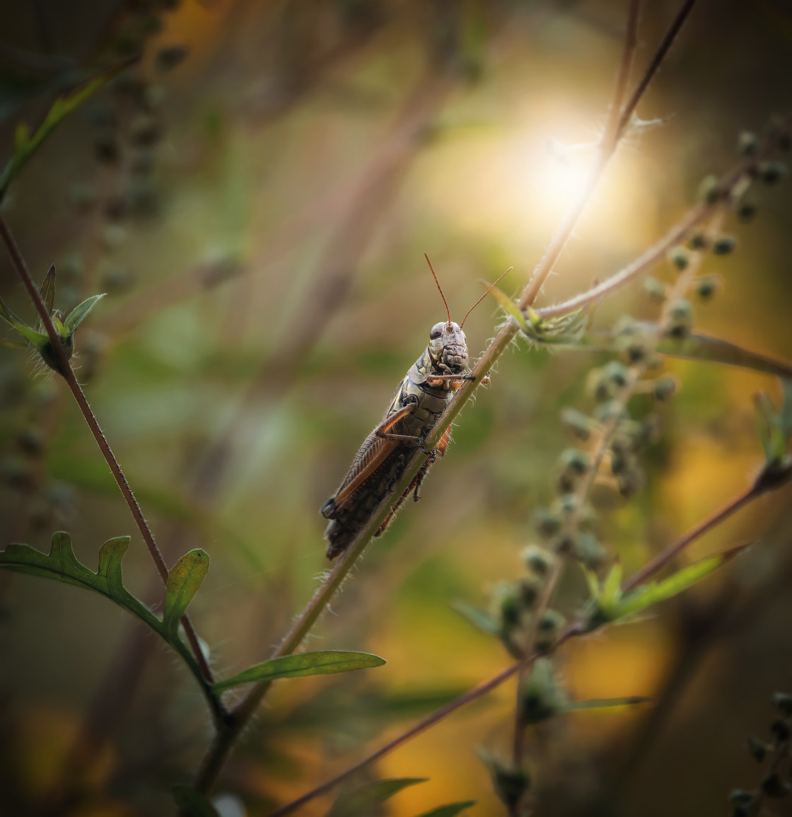 "Grasshopper" stock image