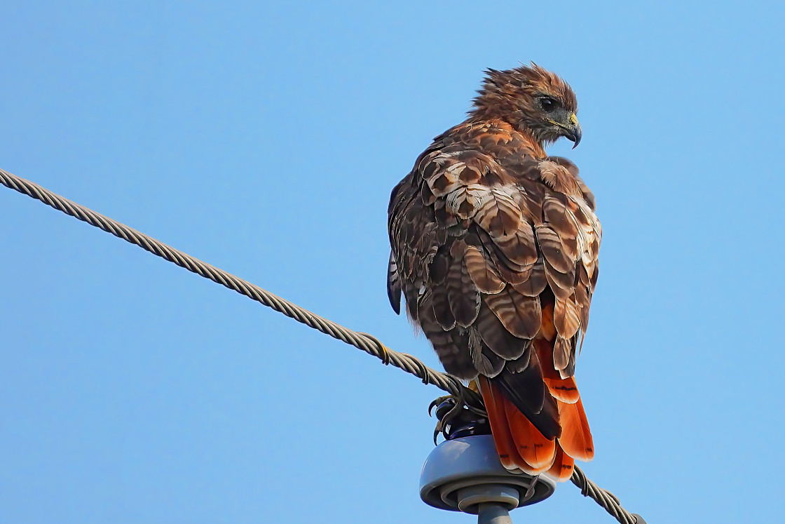 "Hawk" stock image