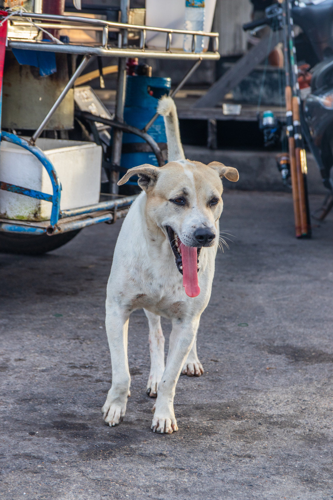 "A Thai Street Dog at a Fishing Pier in Naklua Thailand Southeast Asia" stock image