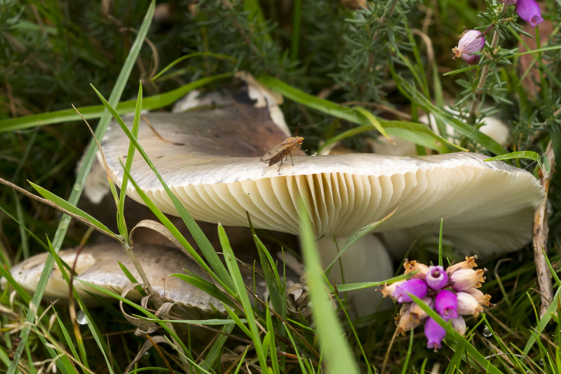 "Fly on Mushroom" stock image