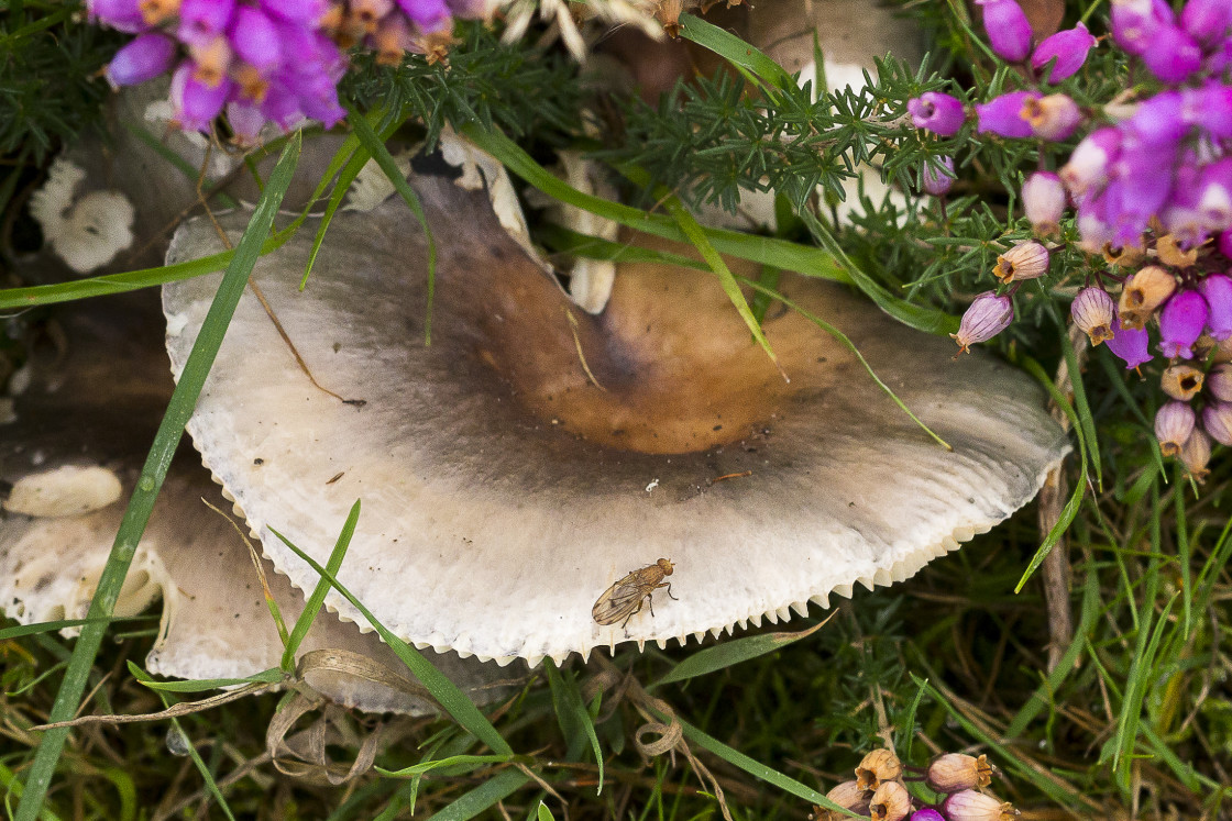 "Fly on Mushroom" stock image