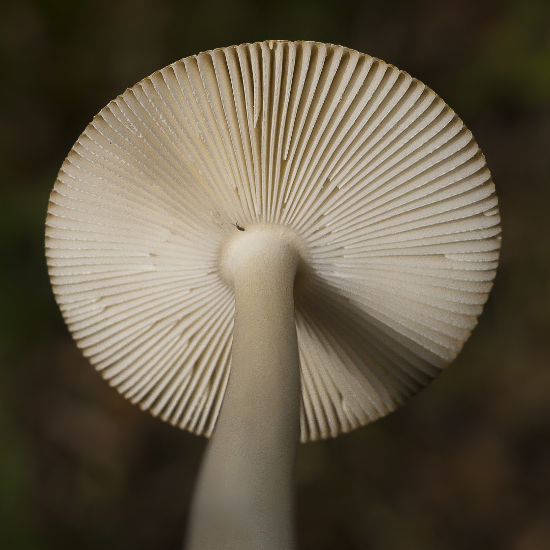 "Tawny Grisette Mushroom Gills" stock image