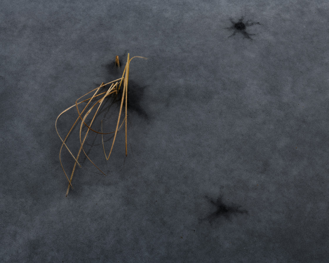 "Straw of grass frozen in water" stock image