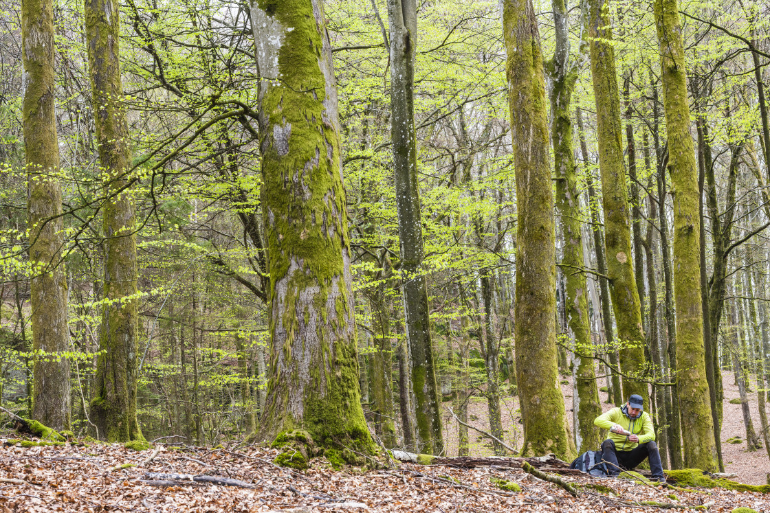 "Tourist man having a break with thermos bottle in beech forest." stock image