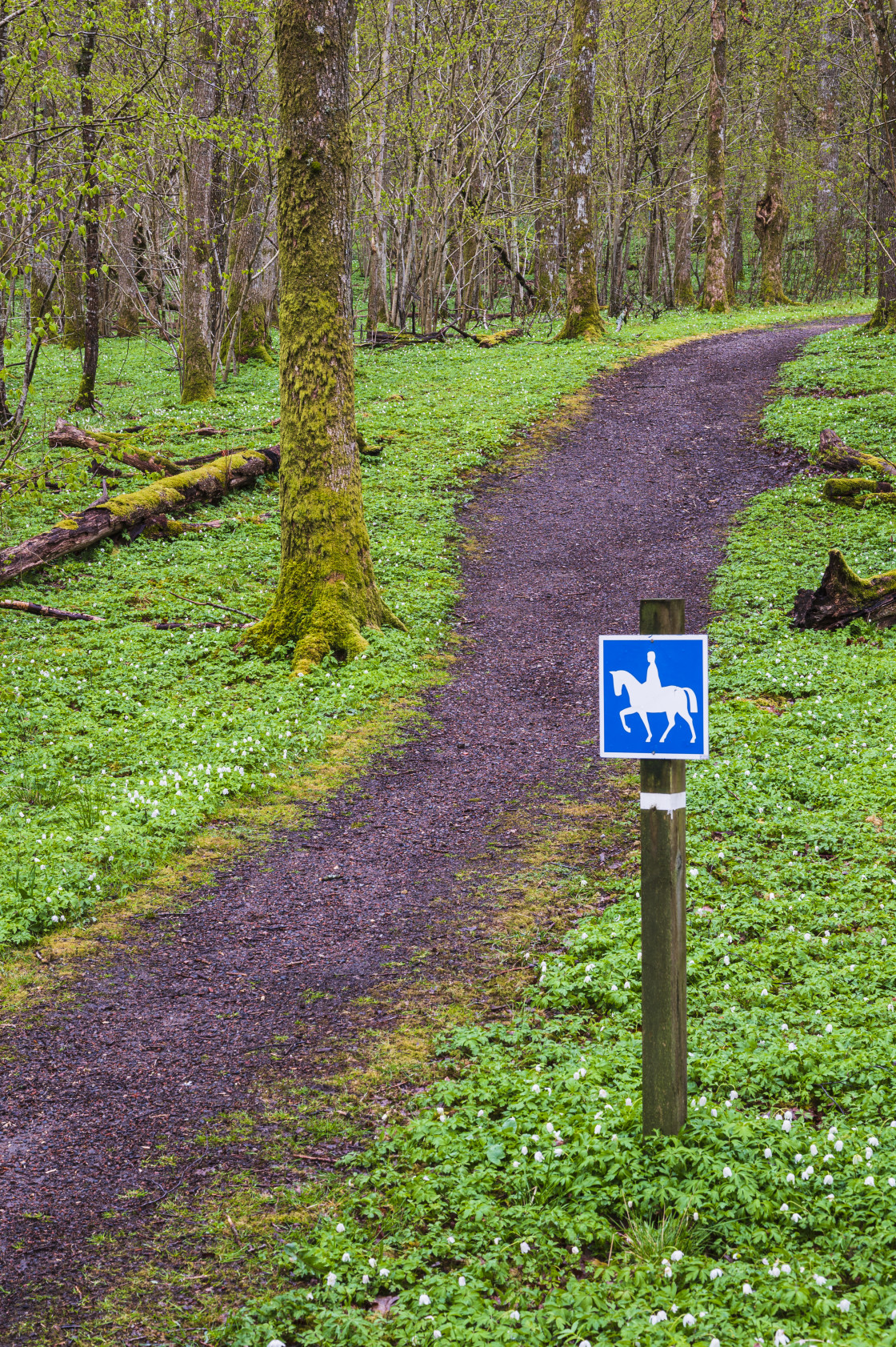 "Sign for horse riding trail in spring forest" stock image