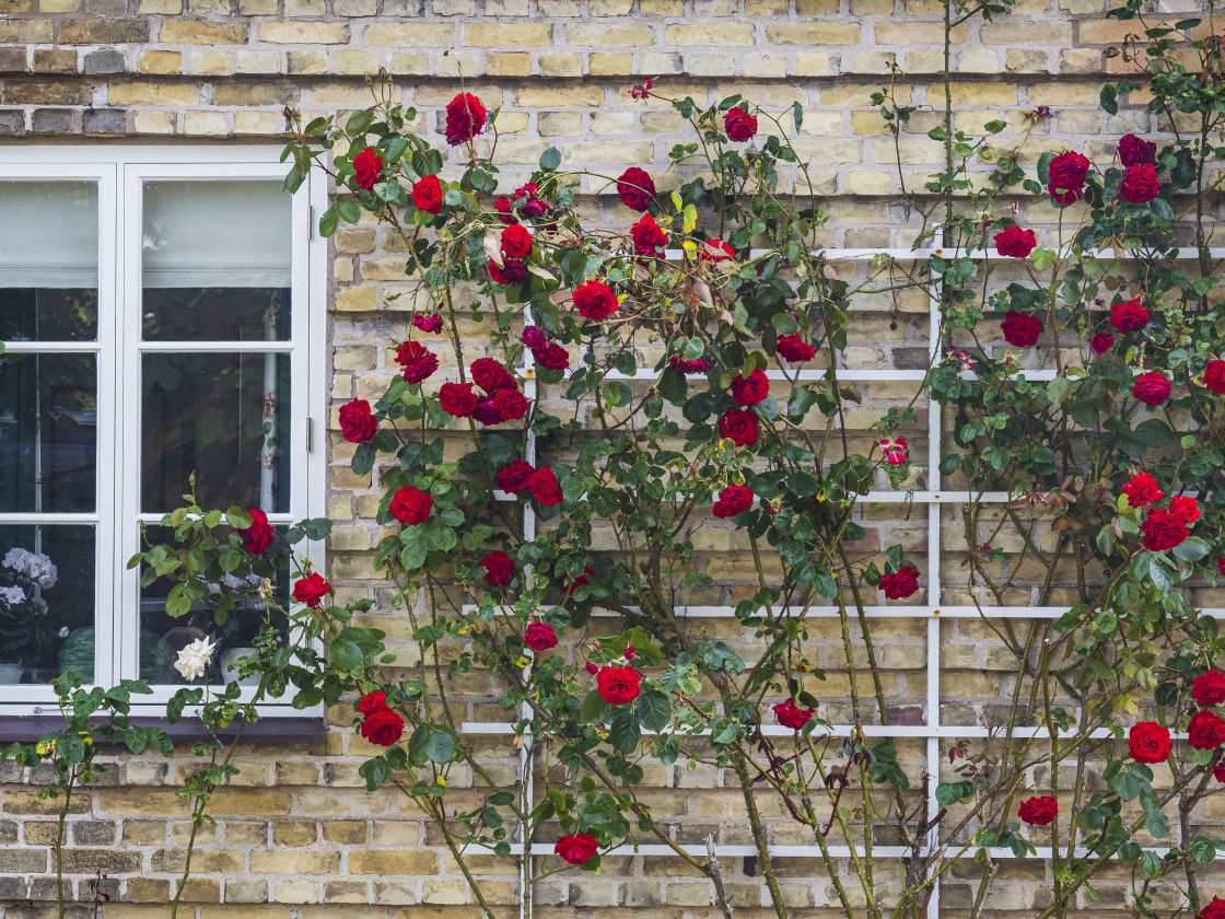 "Roses growing up the wall of a house" stock image