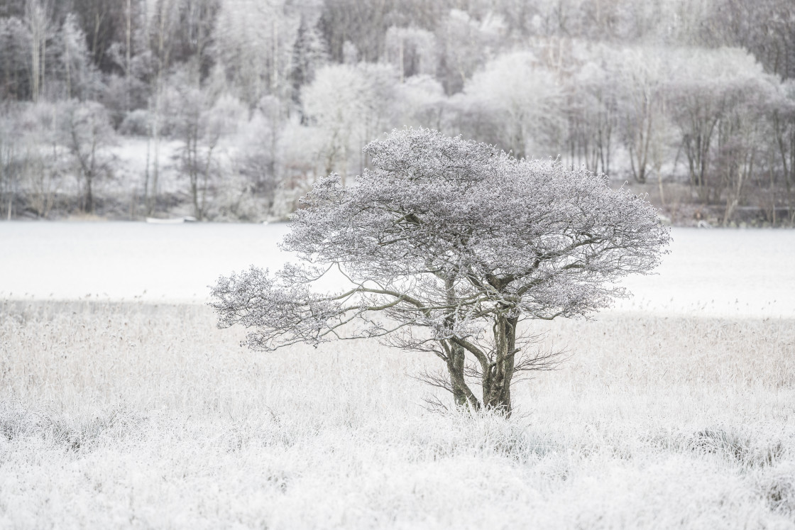 "Frosty winter tree on frozen meadow" stock image