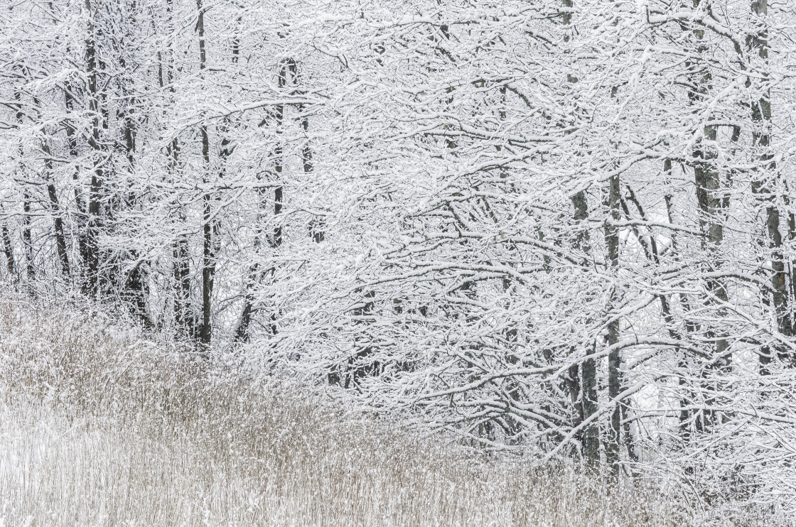 "Snow covered trees in forest" stock image