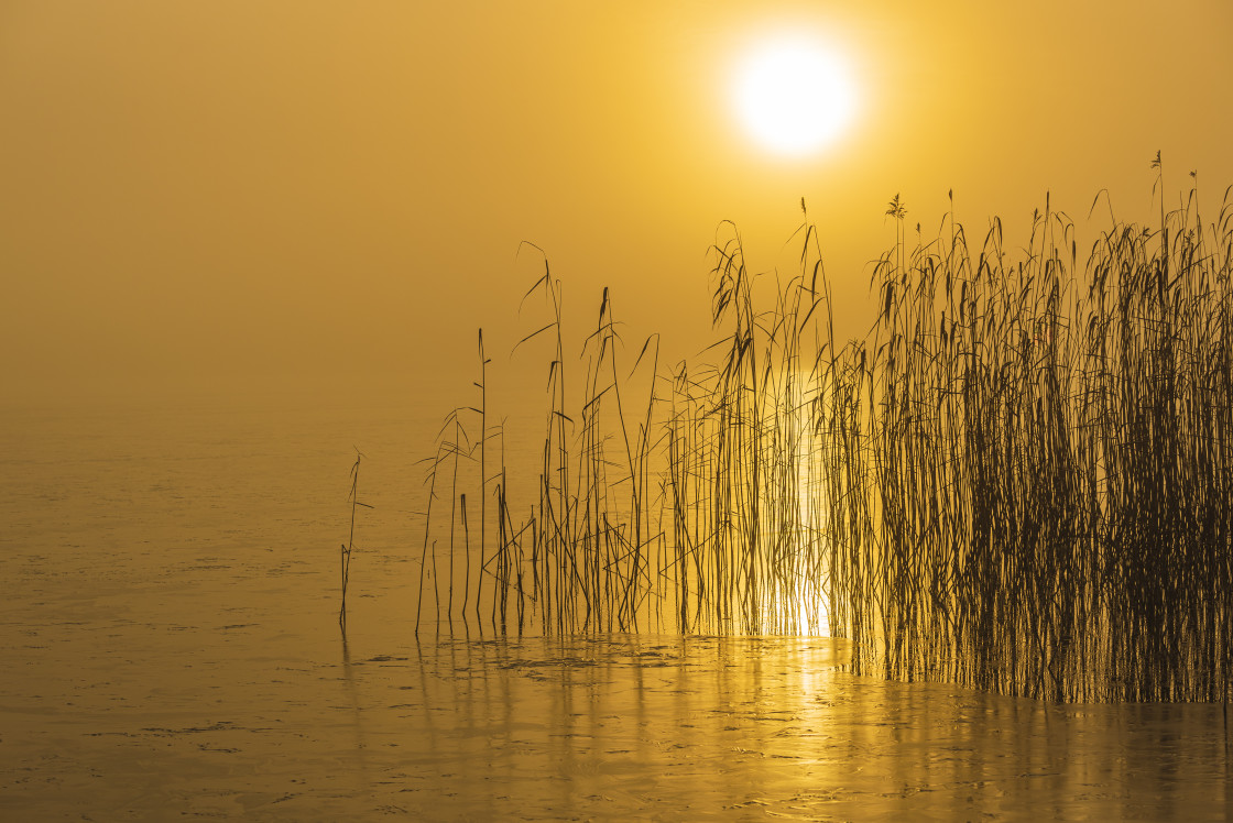 "Reeds in misty lake at sunrise" stock image