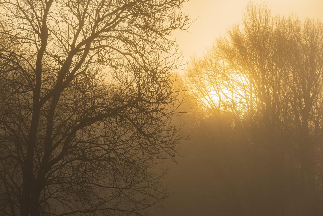 "Sunrise in misty forest, Sweden" stock image