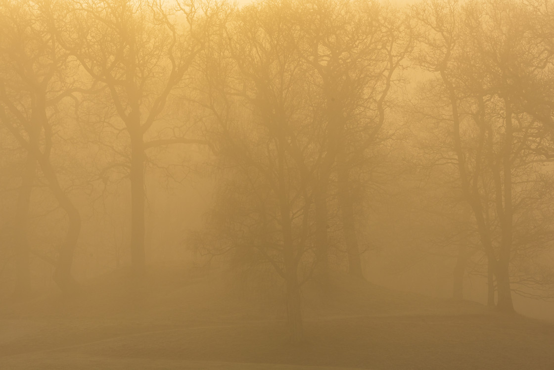 "Sunrise in misty forest, Sweden" stock image