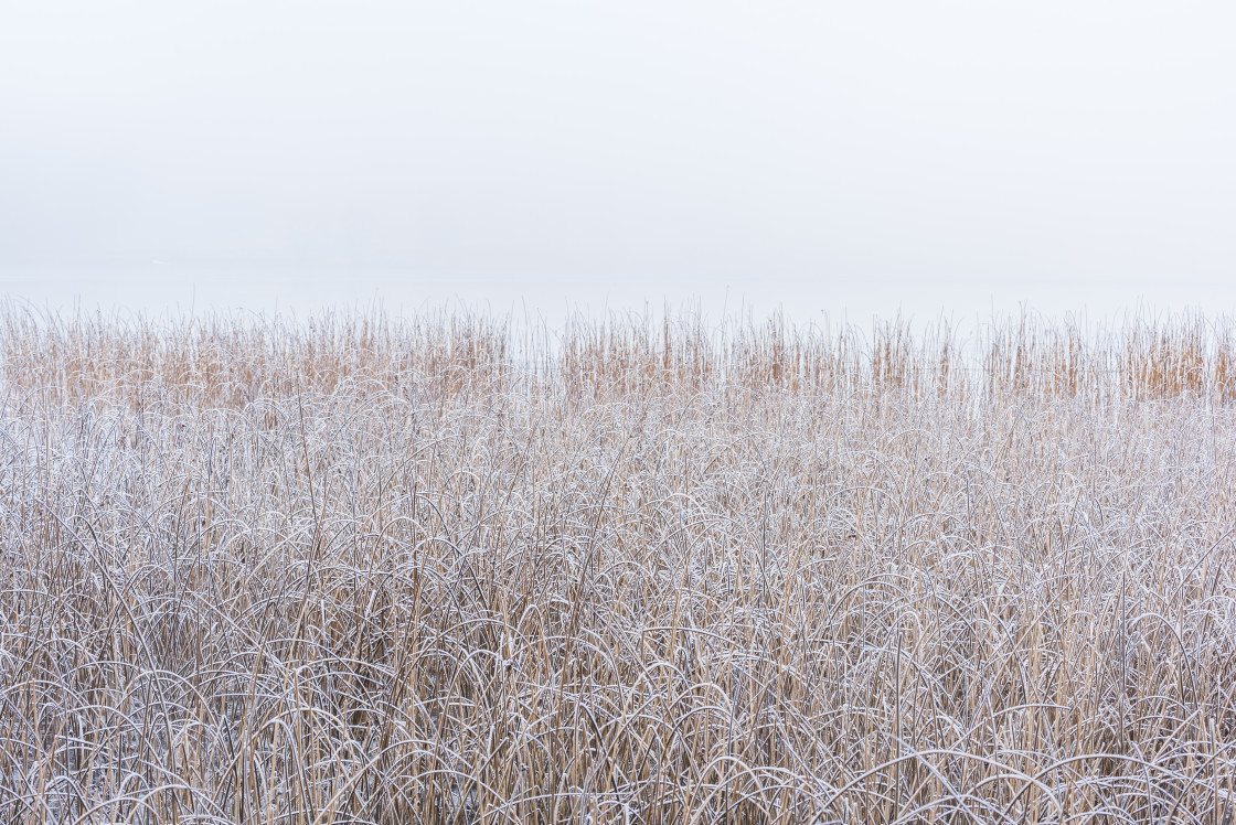 "Frosty reeds at misty lake" stock image