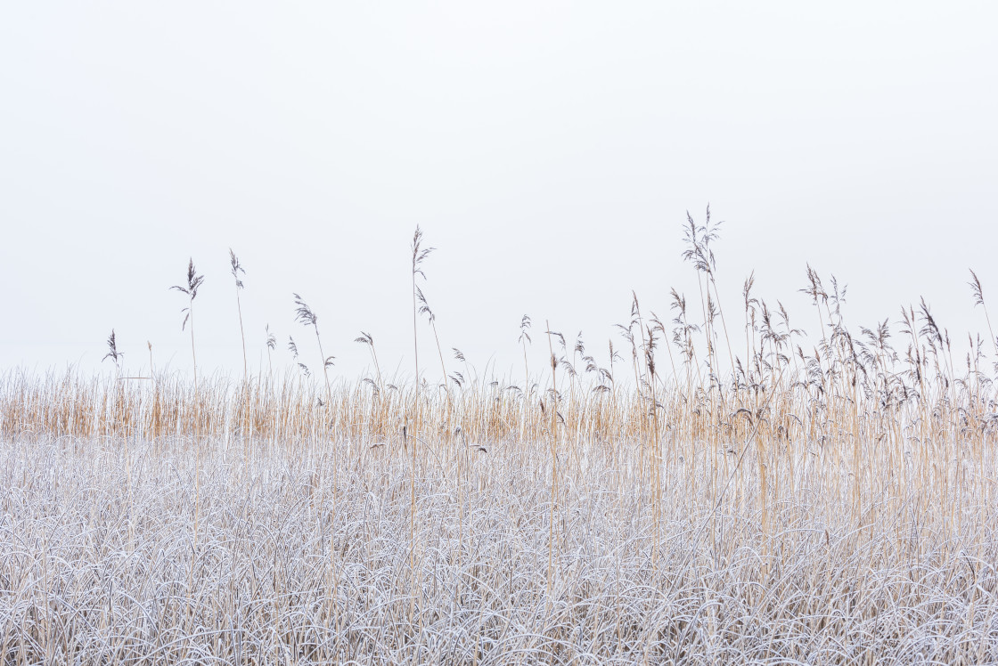 "Frosty reeds at misty lake" stock image