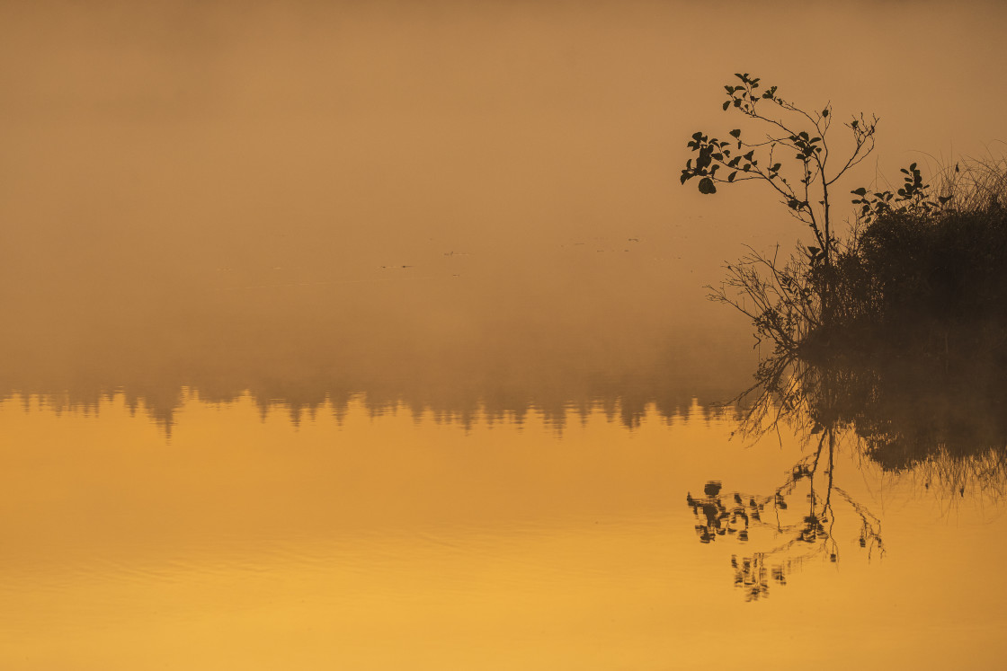 "Small tree besides misty lake at sunrise" stock image