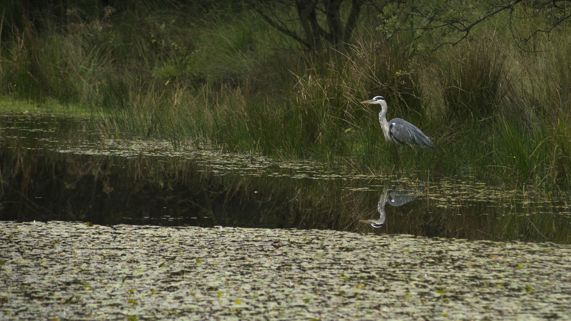 "Grey Heron" by Gordon England - $12.71 "Grey Heron" stock image