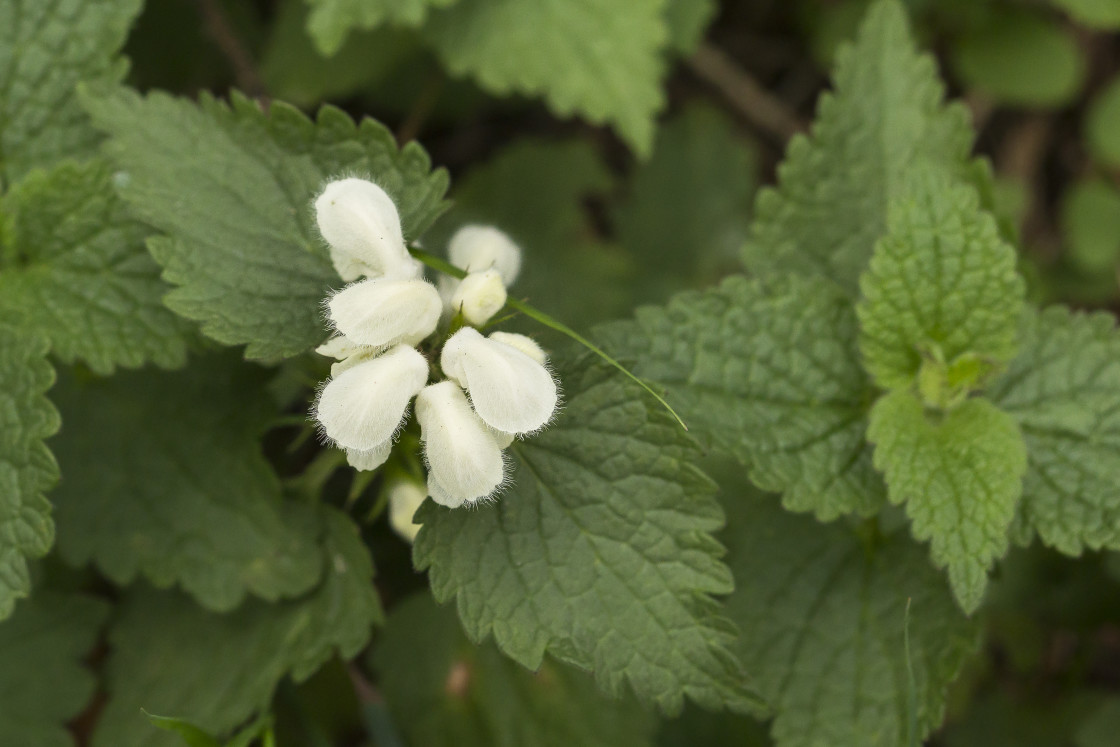 "White Dead-nettle" by Gordon England - $12.69 "White Dead-nettle" stock image