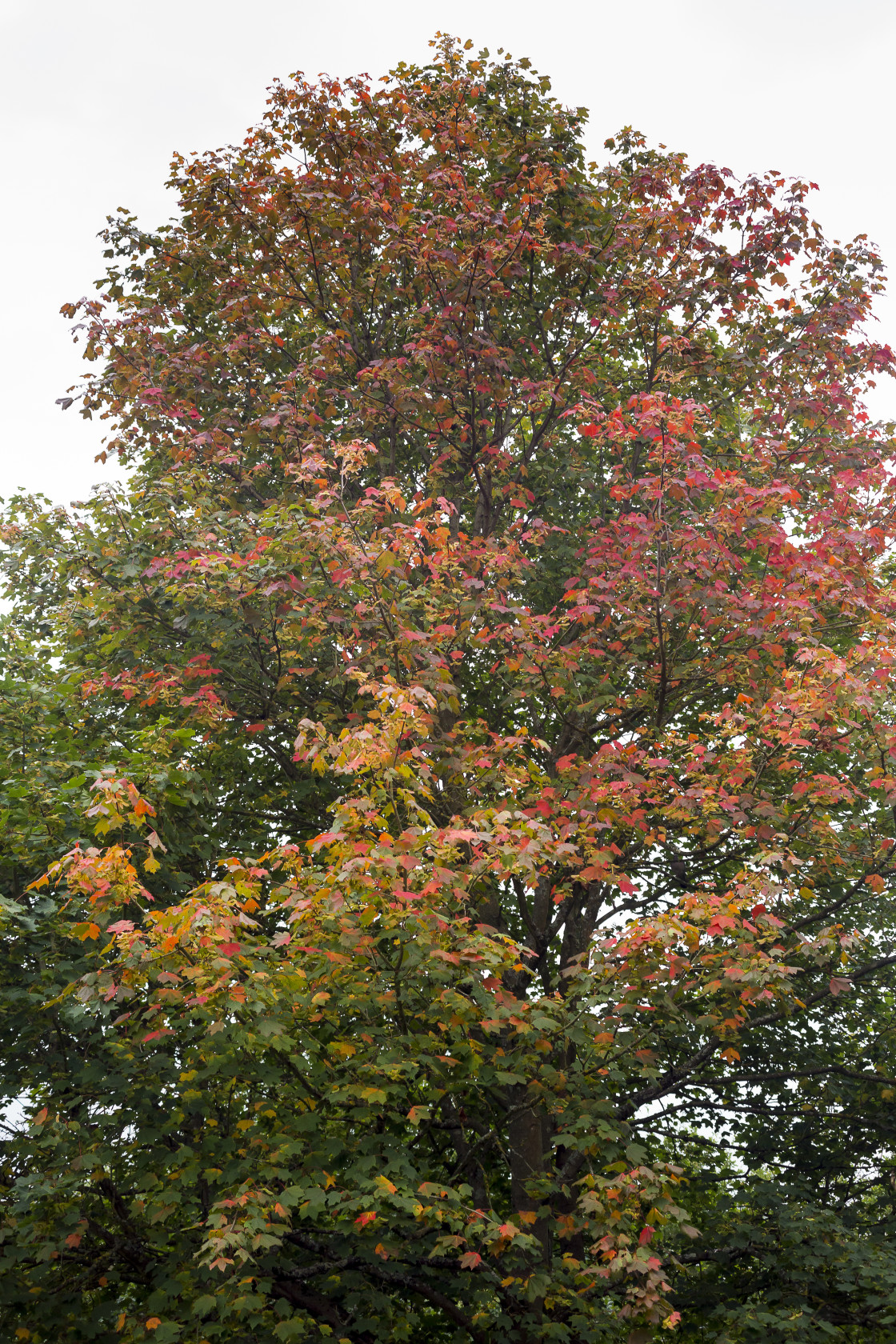 "Field Maple Tree" by Gordon England - $12.56 "Field Maple Tree" stock image