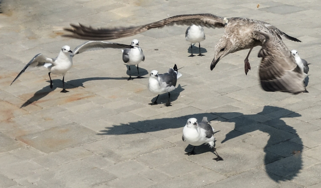 "Graceful Landing" stock image