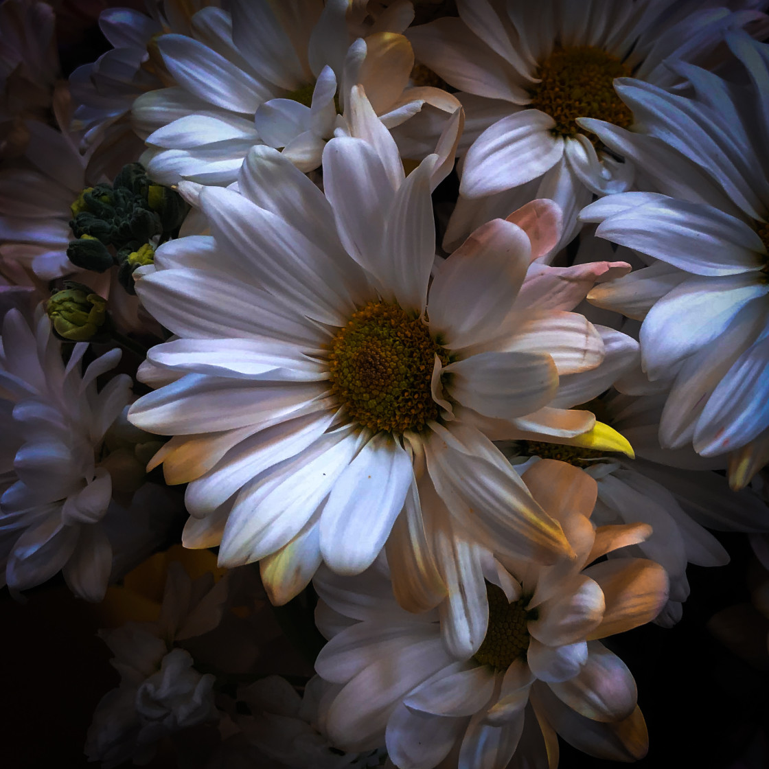 "White Daisey Bouquet" stock image