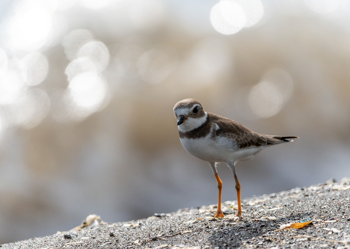 "Stand for bokeh" stock image