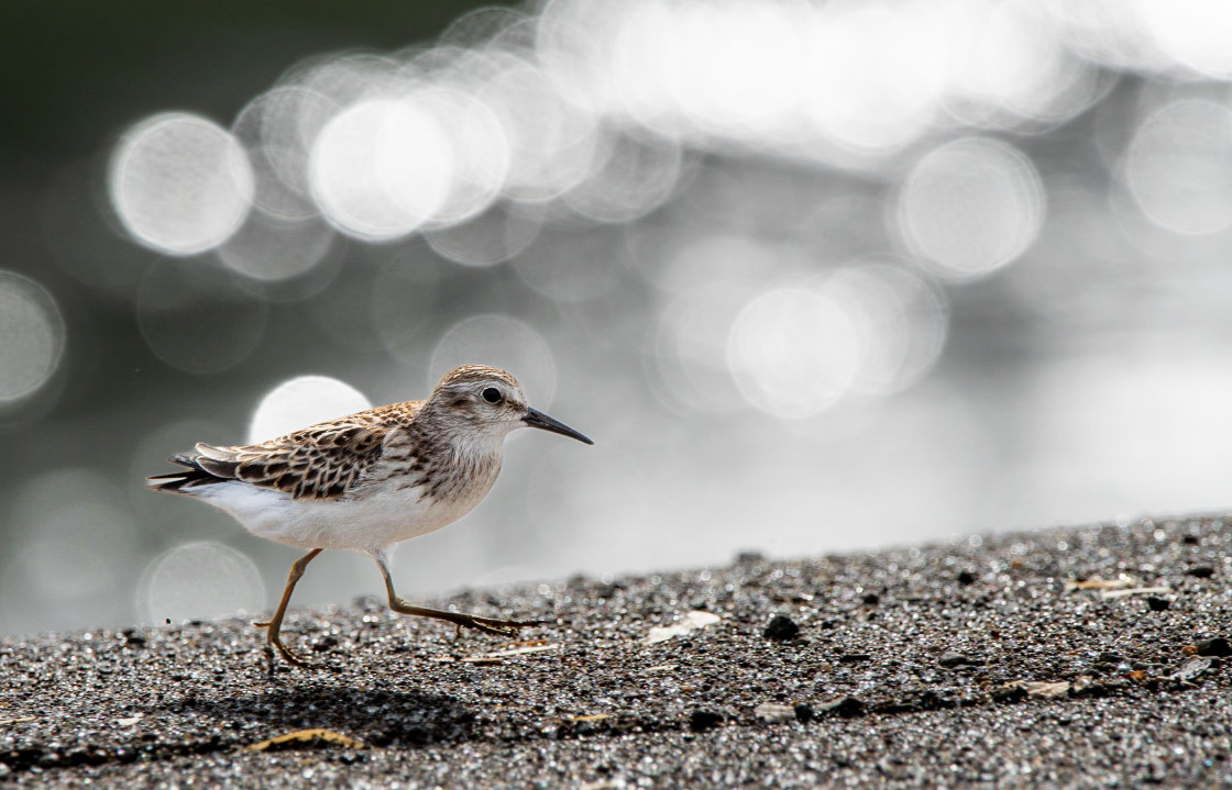 "Bird and bokeh" stock image