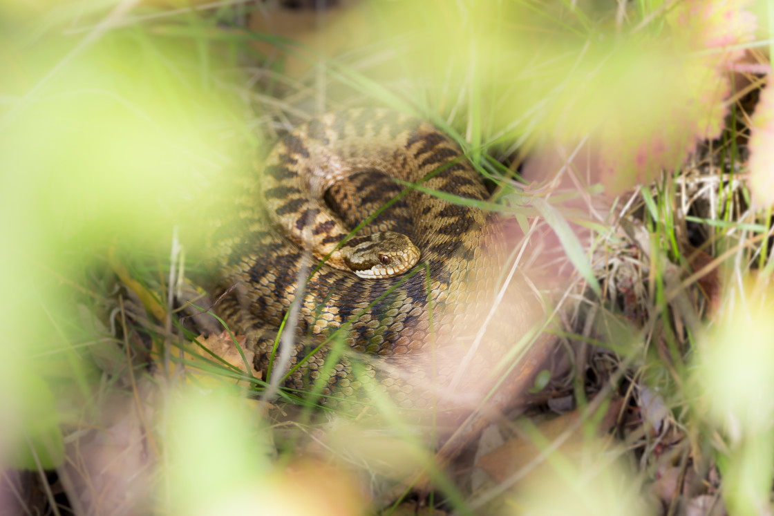 "Female Adder" by Gordon England - $12.69 "Female Adder" stock image