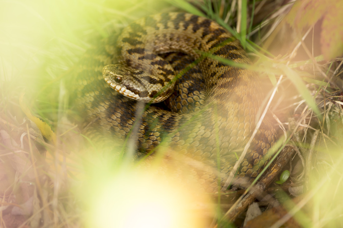 "Female Adder" by Gordon England - $12.56 "Female Adder" stock image