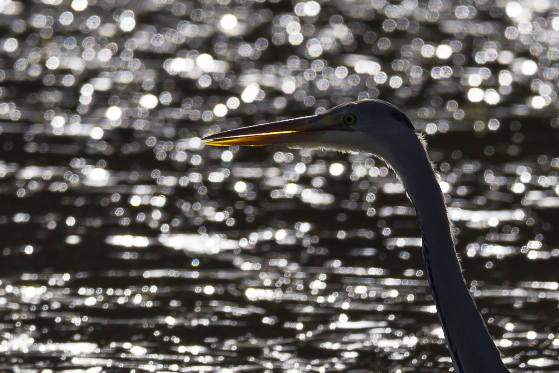 "Backlit Grey Heron" by Gordon England - $12.57 "Backlit Grey Heron" stock image
