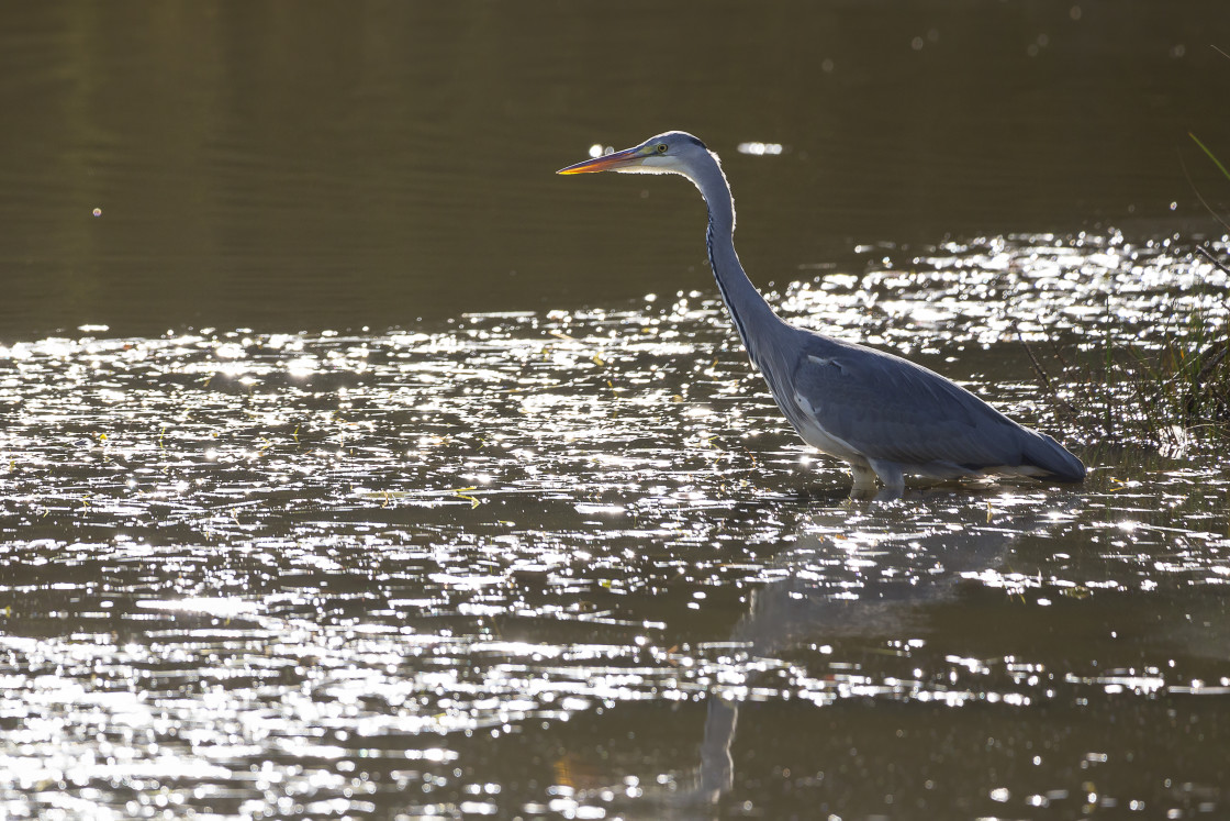 "Grey Heron" by Gordon England - $12.55 "Grey Heron" stock image