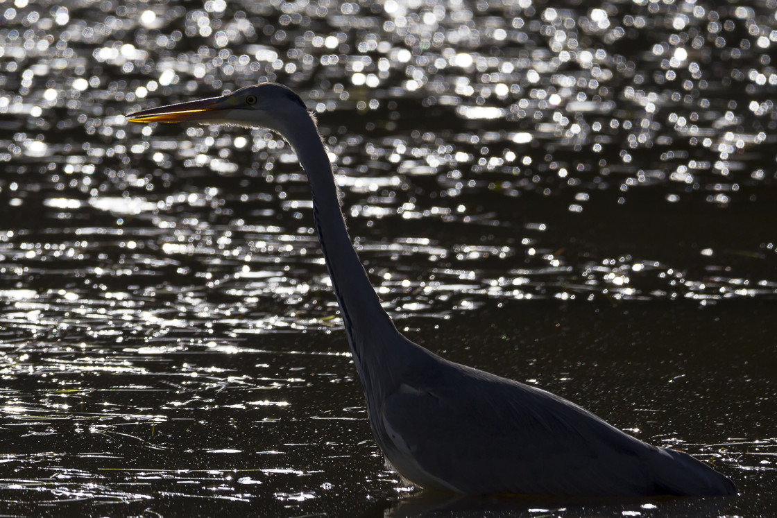 "Backlit Grey Heron" by Gordon England - $12.63 "Backlit Grey Heron" stock image