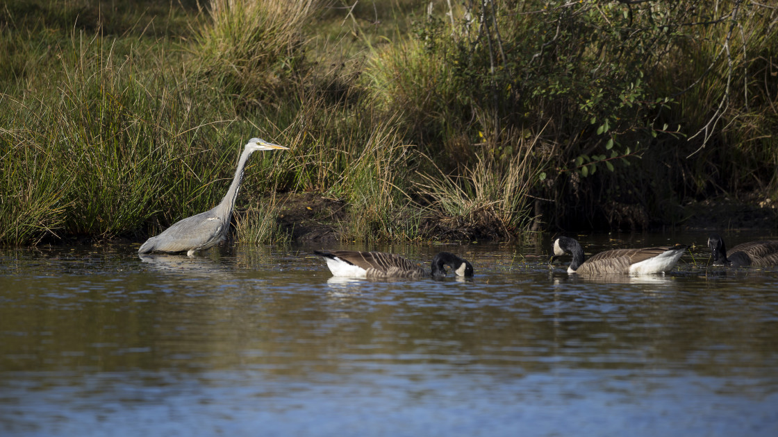 "Heron with Geese" stock image