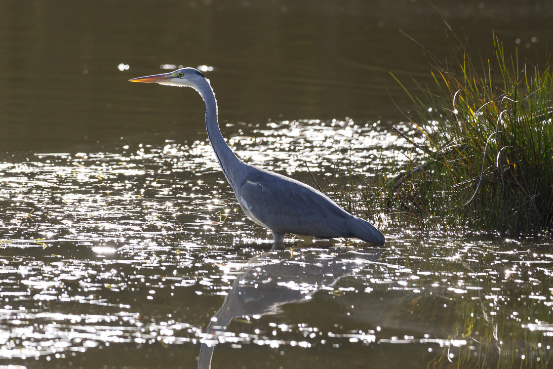"Grey Heron" by Gordon England - $12.57 "Grey Heron" stock image