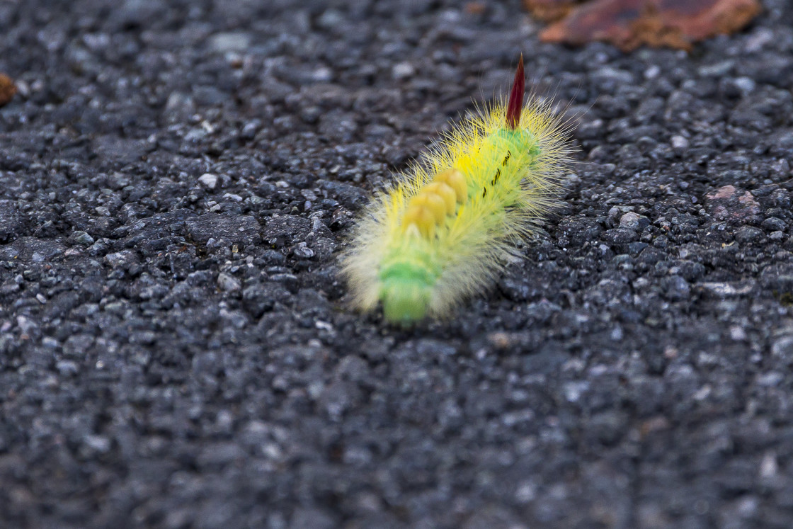 "Pale Tussock Caterpillar" by Gordon England - $12.59 "Pale Tussock Caterpillar" stock image